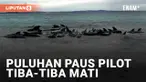 Geger! Puluhan Paus Pilot Mati Tiba-tiba Setelah Terdampar di Australia Barat
