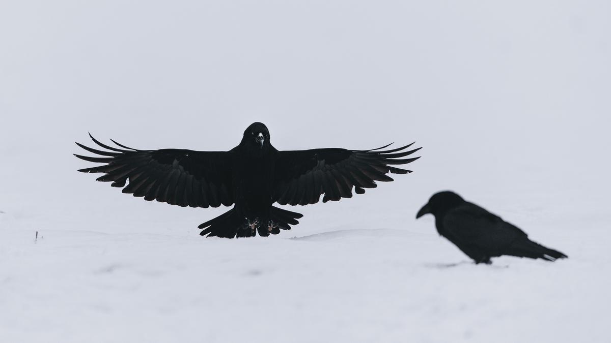 Burung Gagak dan Kematian: Mitos atau Kenyataan? Cari Tahu Faktanya di Sini