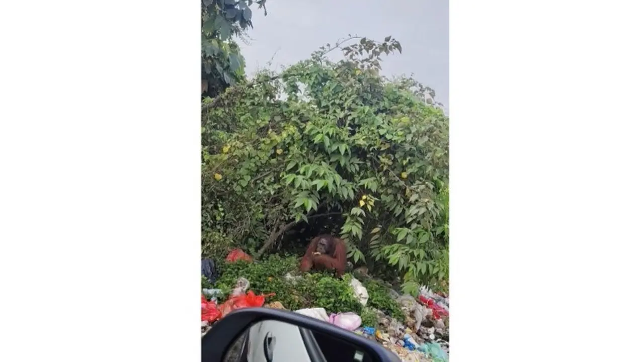 Viral video orang utan mengais sampah