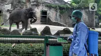 Petugas menyemprotkan dIsinfektan untuk mencegah penyebaran Covid-19 di Kebun Binatang Ragunan, Jakarta Selatan, Selasa (17/03/2020). Penyemprotan tetap dilakukan walaupun hingga sekarang KB Ragunan masih ditutup untuk umum. (merdeka.com/Arie Basuki)