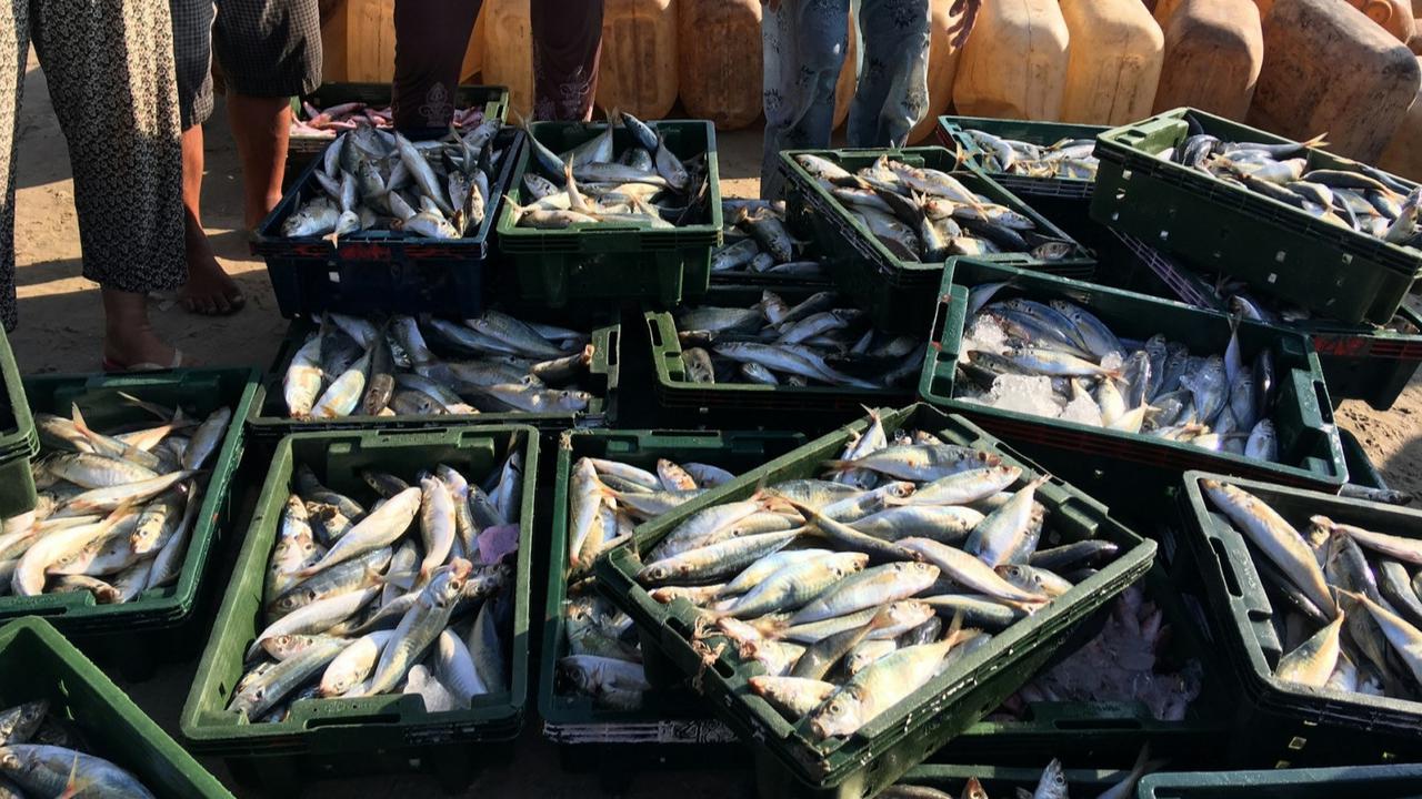 Ilustrasi ikan laut, pasar ikan