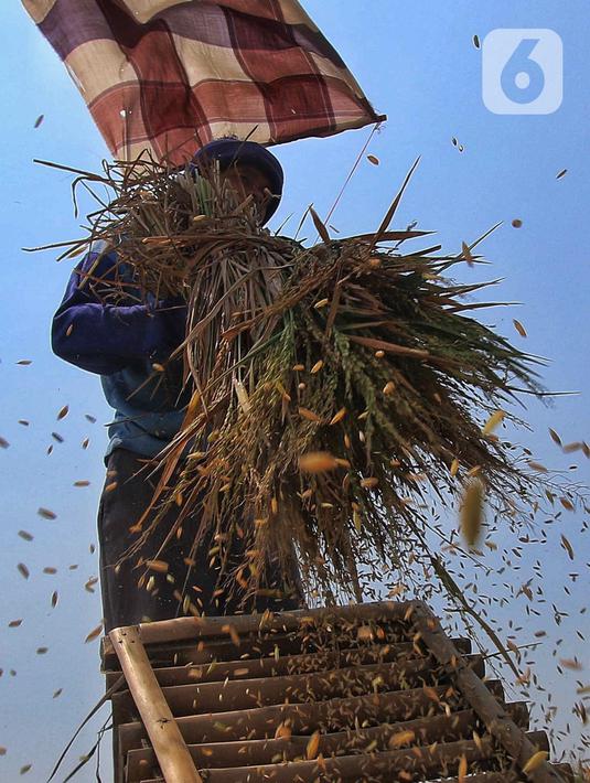 Petani merontokkan gabah kering dari batang tanaman. (Liputan6.com/Angga Yuniar)