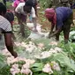 Muslim Papua biasa melakukan tradisi bakar batu dengan menu olahan daging ayam, sebagai pengganti daging babi. (Liputan6.com/Katharina Janur)