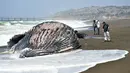 Sejumlah orang melihat lebih dekat paus bungkuk yang terdampar di Pantai Pacifica, California, Selasa (5/5/2015). Ini merupakan paus kedua yang terdampar di kawasan California Utara dalam tiga pekan terakhir. (AFP PHOTO/Josh Edelson)