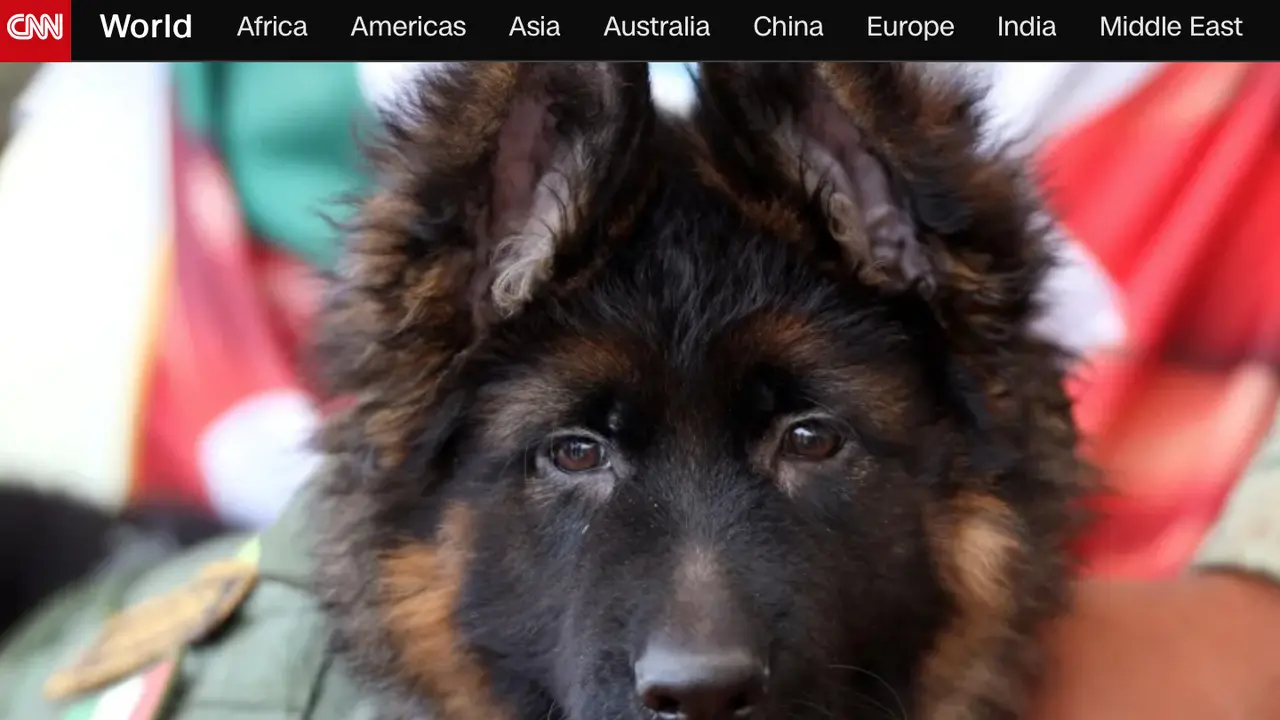 anjing pemberian pemeritnah Turki