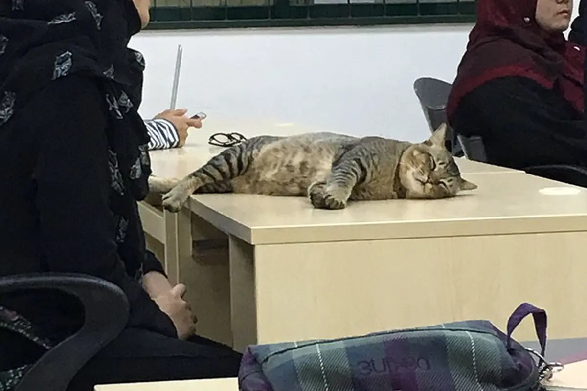 [Bintang] Kucing tidur 
