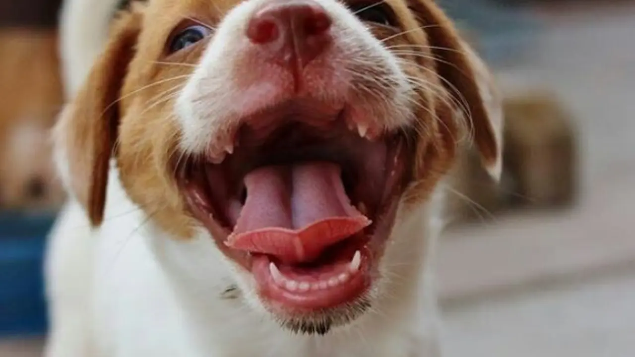Jika Kamu Merasa Sedih, Anjing-Anjing Ini Siap Menceriakanmu
