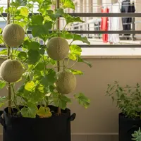 Ilustrasi Tanaman Buah Melon di Teras Mini/Gemini AI