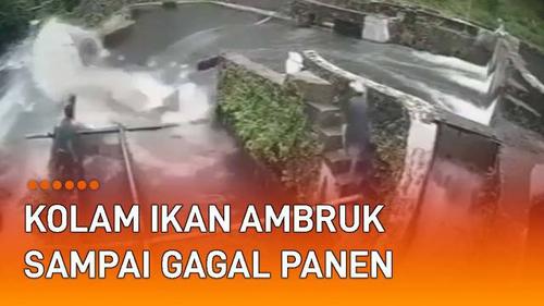 VIDEO: Detik-Detik Kolam Budidaya Ikan di Sumbar Ambruk Sampai Gagal Panen