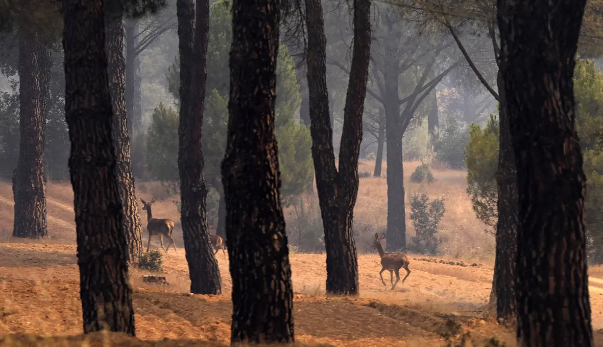 Rusa berlari menjauhi kebakaran hutan di dekat desa Cebreros, provinsi Avila, Spanyol, Senin, 27 Juli 2026.. (AFP/ Miguel Riopa)