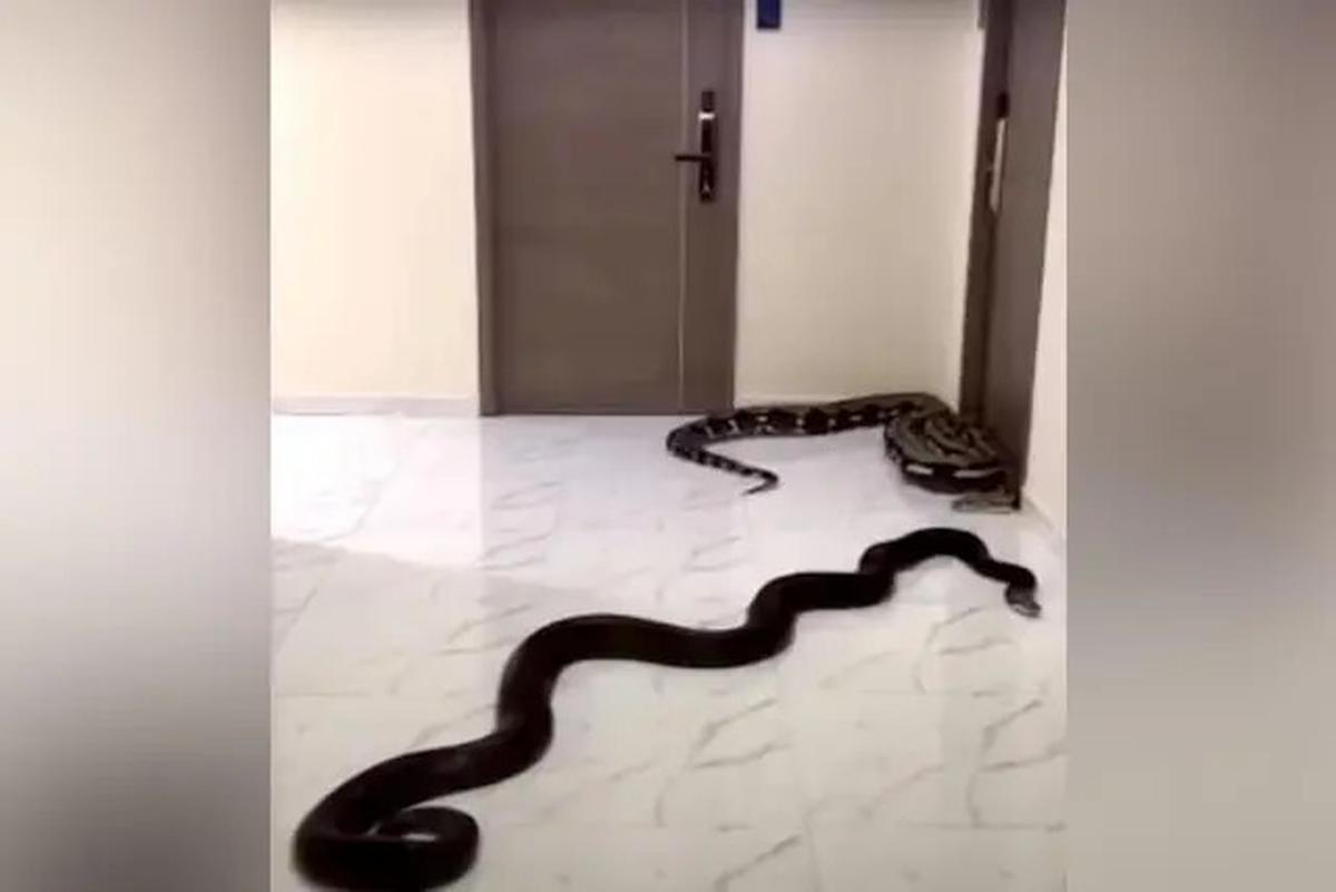 Ciri-Ciri Ular Kobra Masuk Rumah dari Bau, Suara dan Jejak Fisik, Waspadai Tanda-tandanya