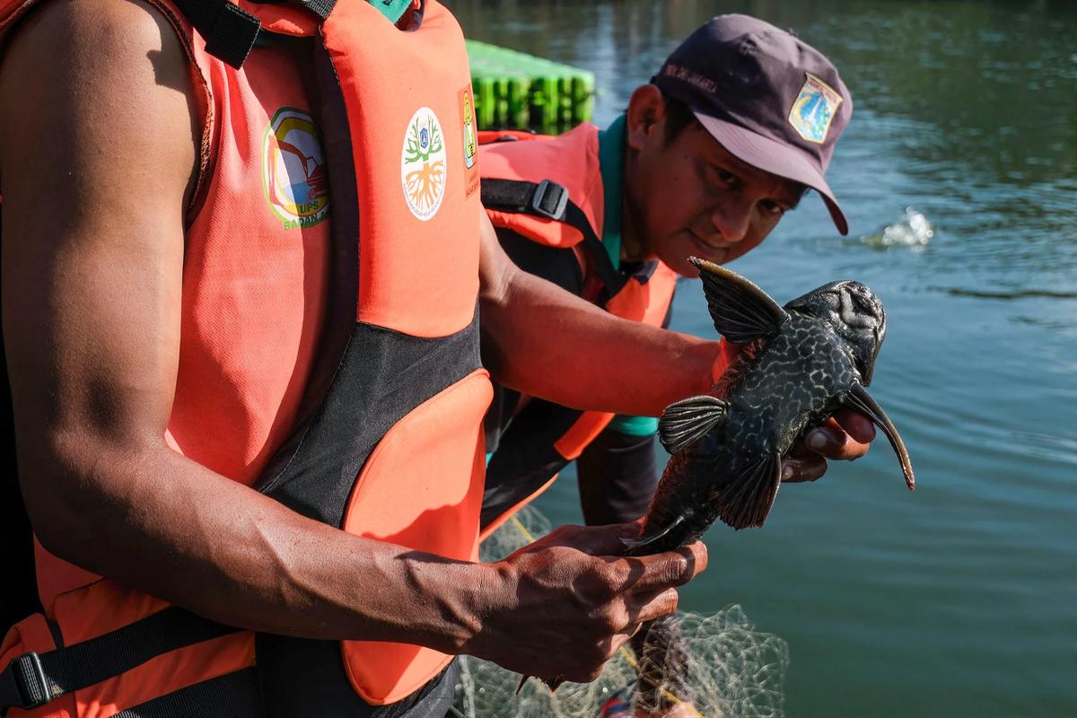 FOTO:Pemusnahan Ikan Sapu Sapu di Waduk Kaja Ciracas