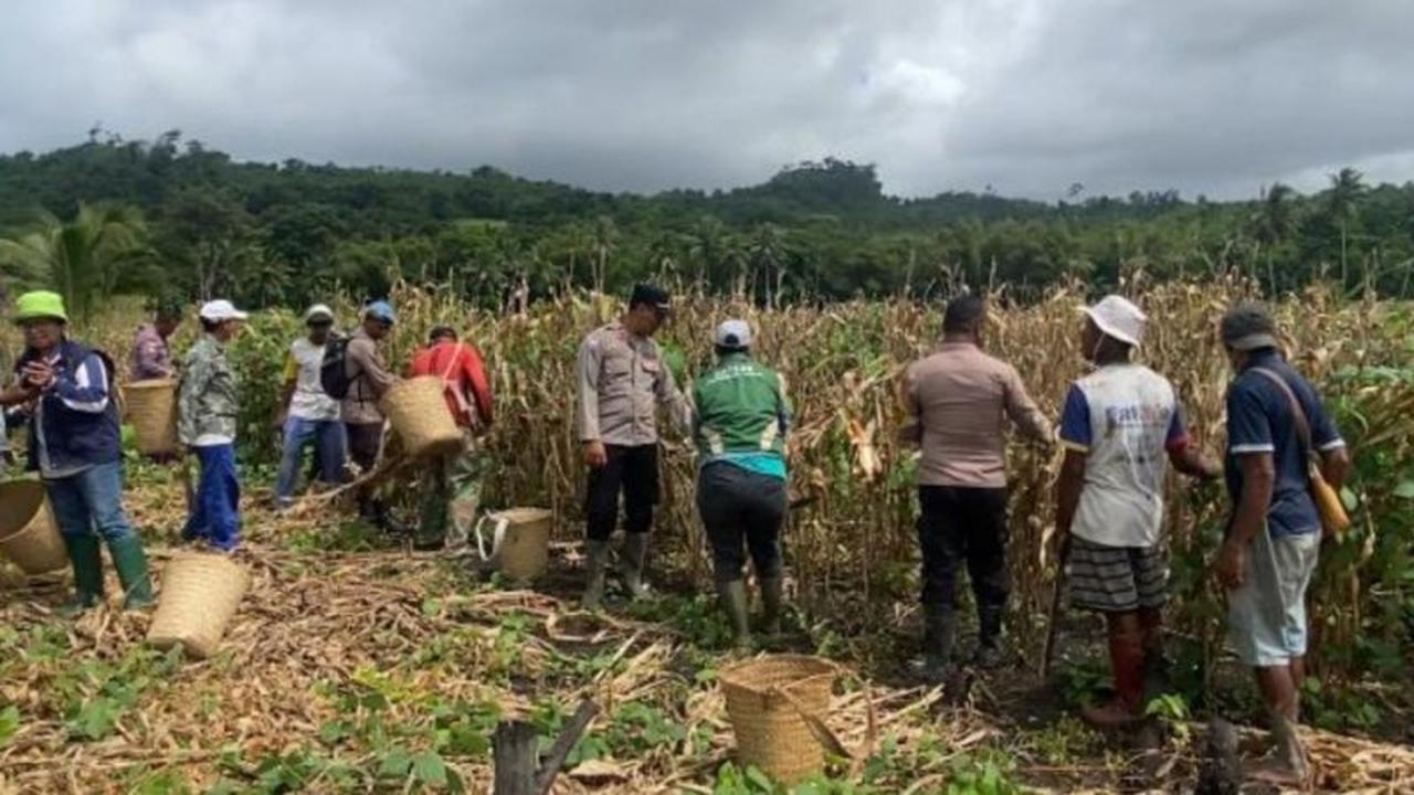 Polres Tanimbar dan Kelompok Tani Sukses Gelar Panen Raya Jagung Hibrida