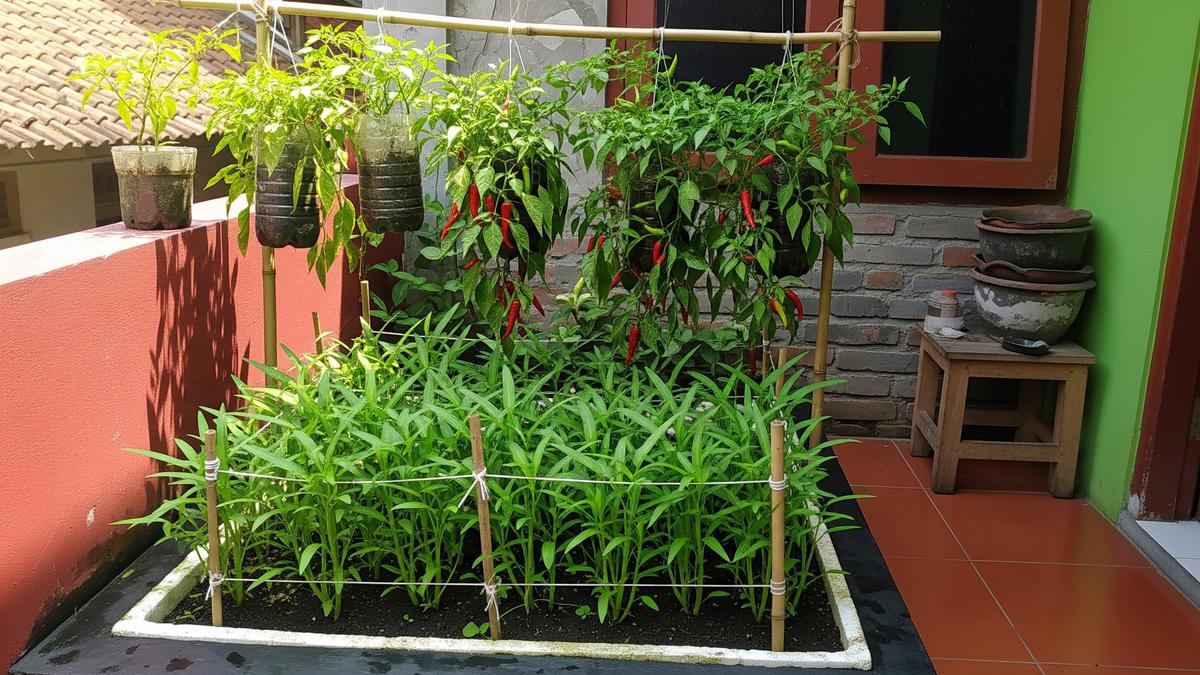 8 Ide Kombinasi Kebun Kangkung dan Cabai Rawit Gantung di Teras Rumah Kecil