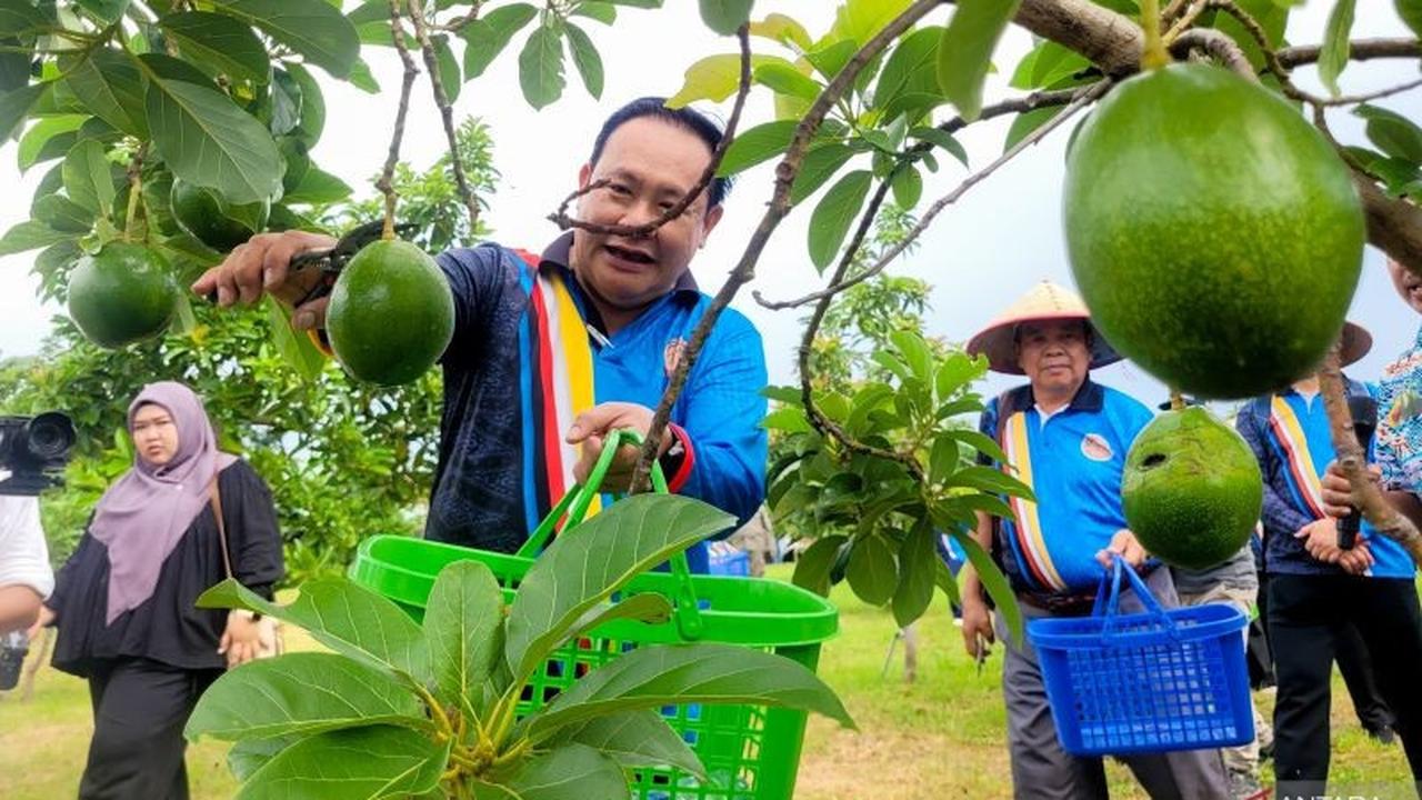 Brudifa Jajaki Kerja Sama Alpukat di Situbondo, Potensi Agribisnis Terbuka Lebar