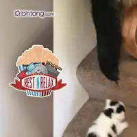 Anjing Ini Bantu Anak Kucing Menaiki Tangga