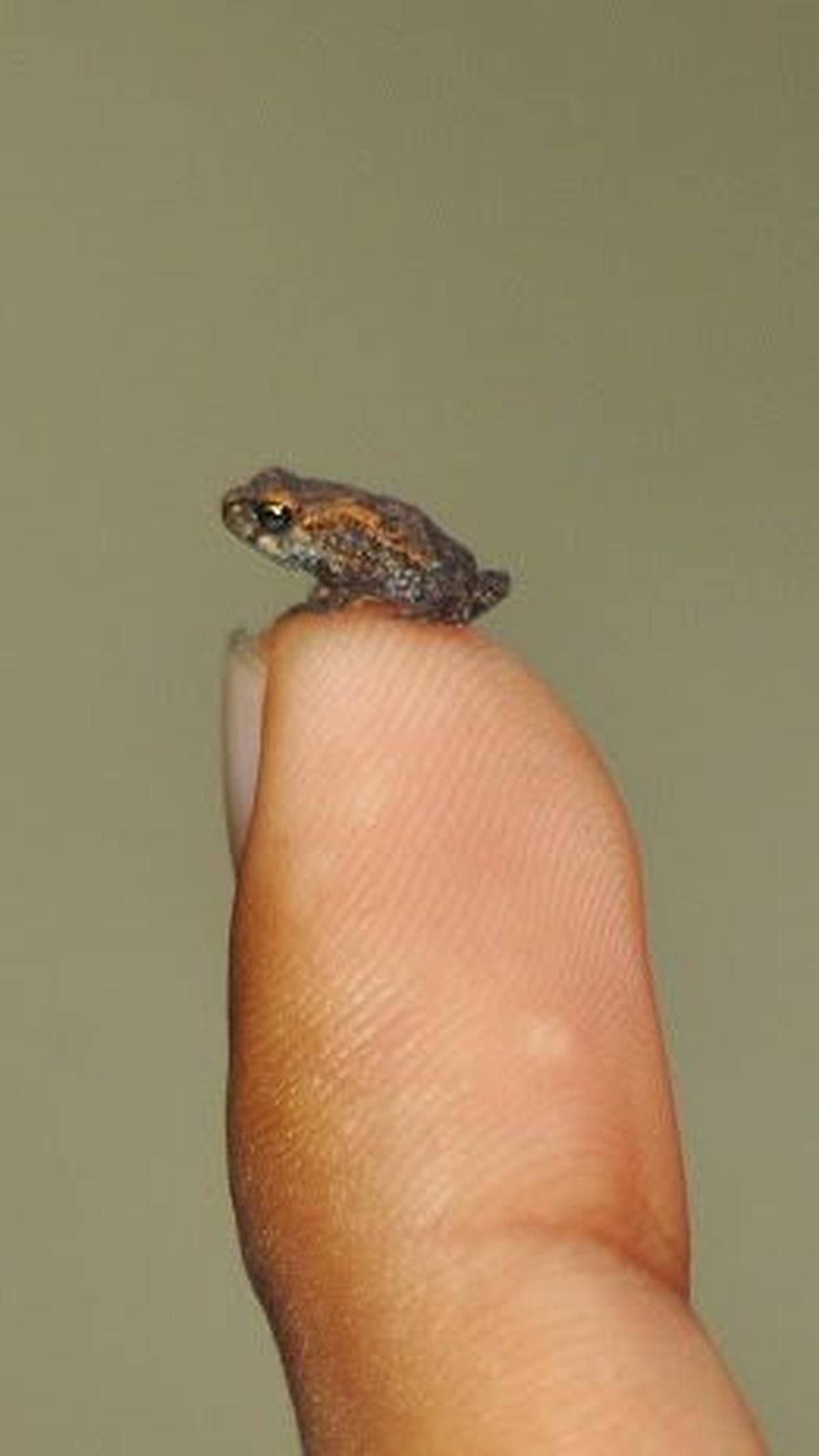 Ukuran Katak Kutu Brazil