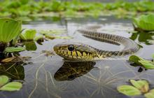 9 Spesies Ular yang Sering Bersembunyi di Air, Lengkap dengan Ciri-Cirinya