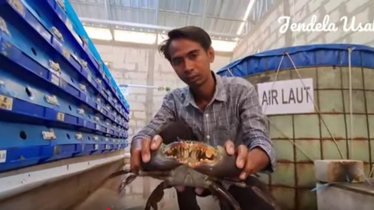 Dulu Kerja di Kantor Pajak, Pria Ini Sukses Usaha Kepiting di Kampung Halaman