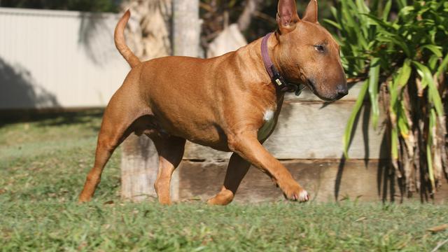 Miniature Bull Terrier