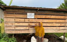 Tahukah Anda Ayam Joper? PLN Beri Bantuan Usaha Peternakan Ayam di Kalselteng, Dorong Ekonomi Lokal
