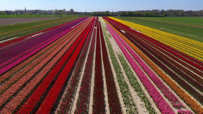 Foto Warna Warni Ladang Bunga Tulip Di Jerman Citizen6 Liputan6 Com