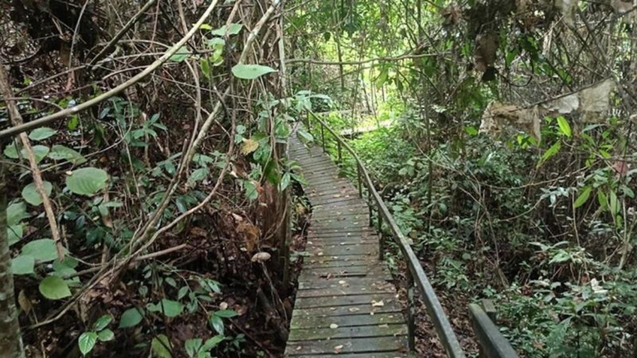 Menjelajahi Keajaiban Alam Taman Nasional Kutai: Dari Orangutan hingga Goa Sampemarta