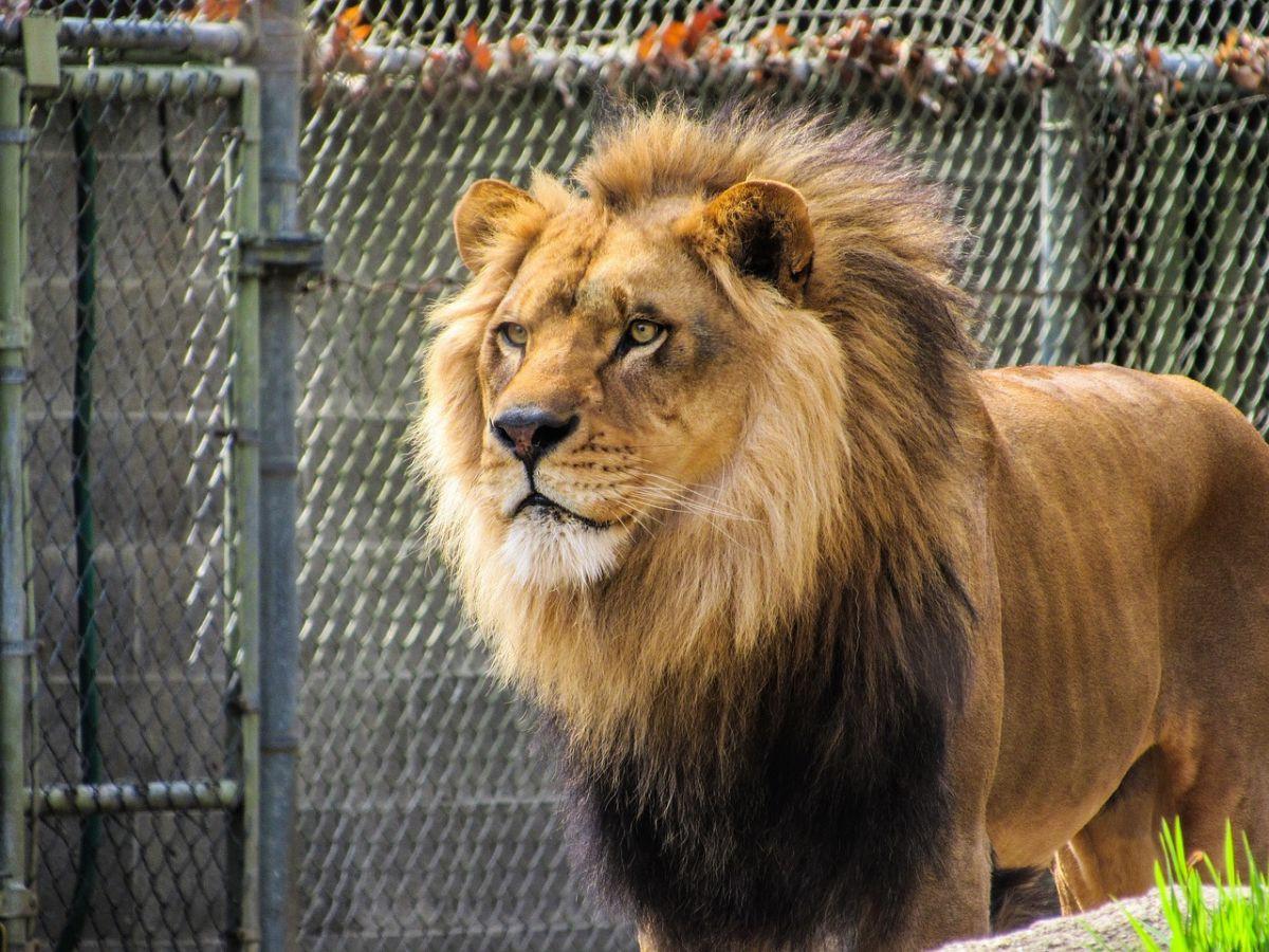Singapore Zoo