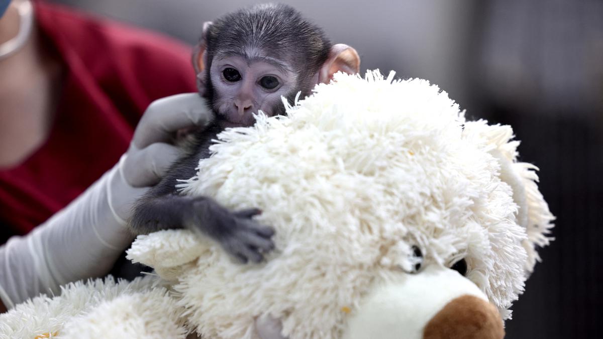 Mirip Punch, Bayi Monyet Yuji Punya Boneka Kesayangan
