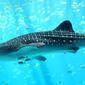 Pemerintah berhasil selamatkan ikan hiu paus di Maluku yang akan dijual ke Tiongkok (foto : ilustrasi ikan Hiu Paus)