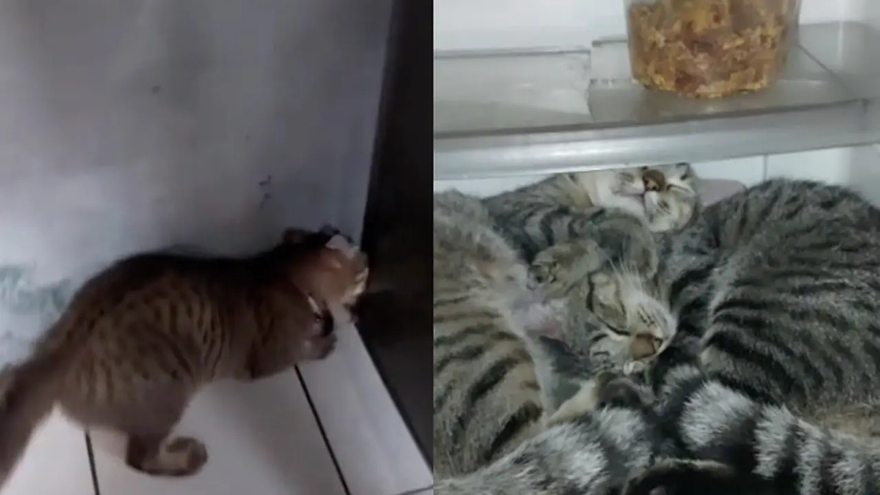 Viral Kucing Tidur Di Dalam Kulkas, Kelakuannya Bikin Gemas