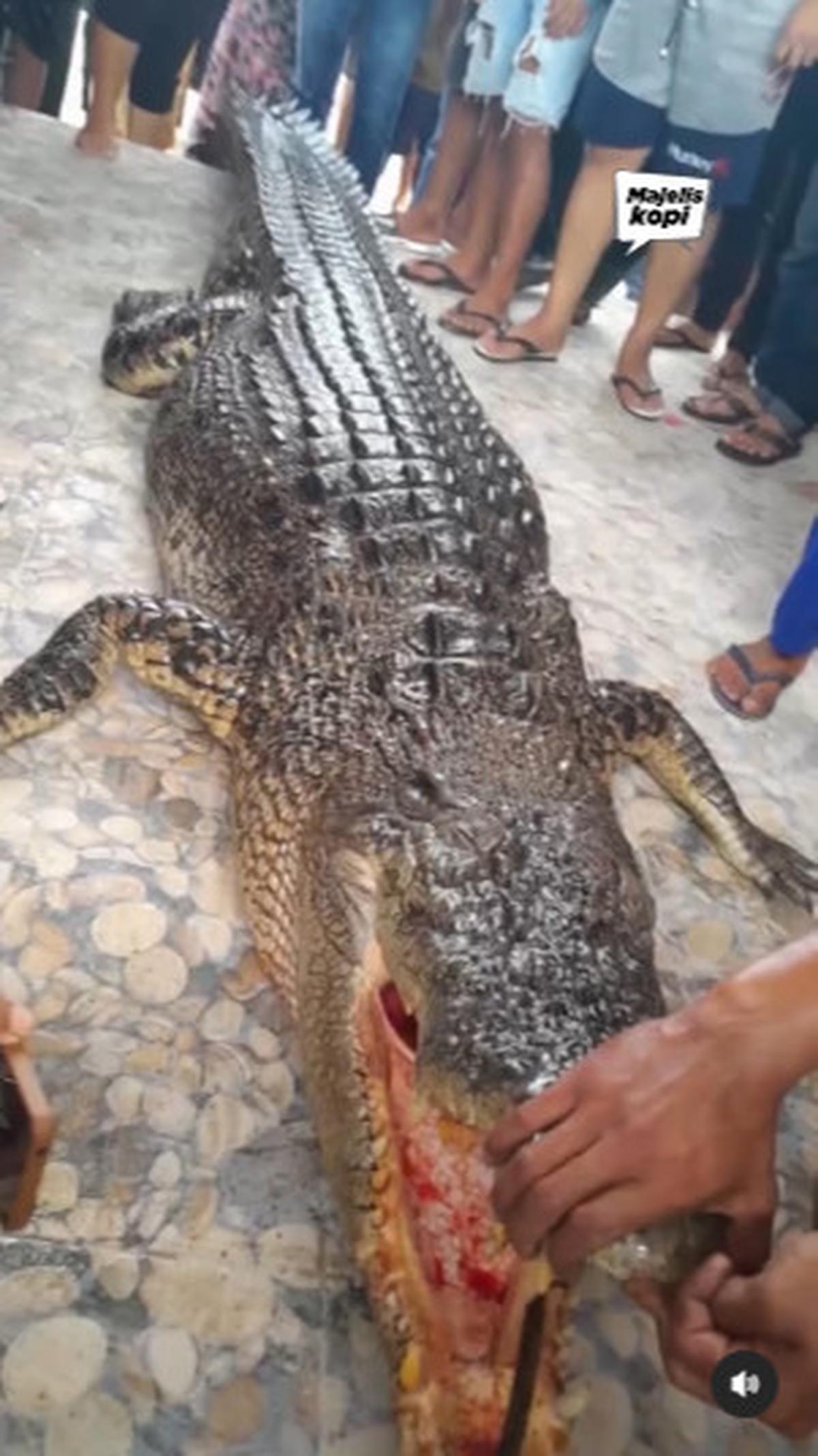 Penampakan Buaya Ganas yang Serang Ibu Rumah Tangga di Pantai Hingga Tewas
