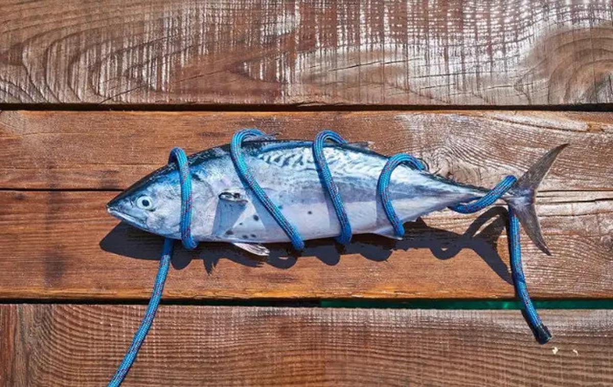 Penderita Darah Tinggi Wajib Tahu, 5 Ikan Ini Tidak Aman Dikonsumsi