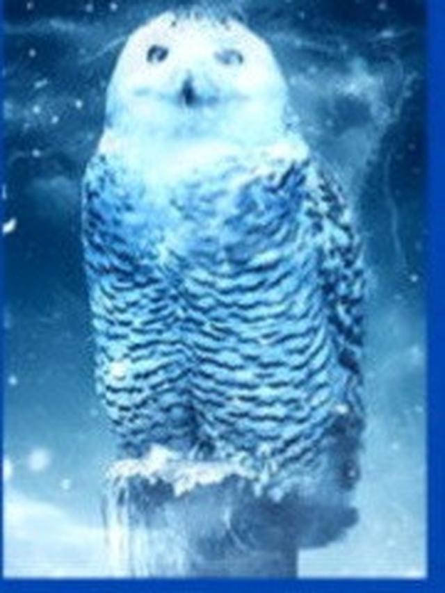 Pilih Salah Satu Gambar Burung Ini Dapat Ungkap Kelebihan dan Kekuranganmu