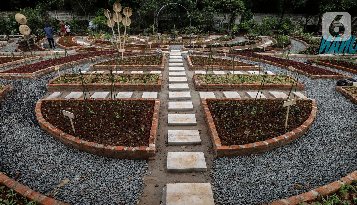 Aktivitas pekerja di kawasan Agro Edukasi Wisata Ragunan, Jakarta, Selasa (15/12/2020). Pemkot Jakarta Selatan mendirikan Agro Edukasi Wisata Ragunan sebagai tempat percontohan pertanian perkotaan untuk pusat edukasi bagi warga Ibu Kota. (Liputan6.com/Johan Tallo)