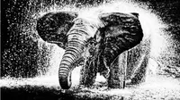 Ilustrasi gajah. (Liputan6.com/Ist)