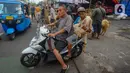 kambing kurban yang dibeli untuk diantarkan kepada konsumen di kawasan Tanah Abang, Jakarta Pusat, Minggu (16/6/2024). (merdeka.com/Arie Basuki)
