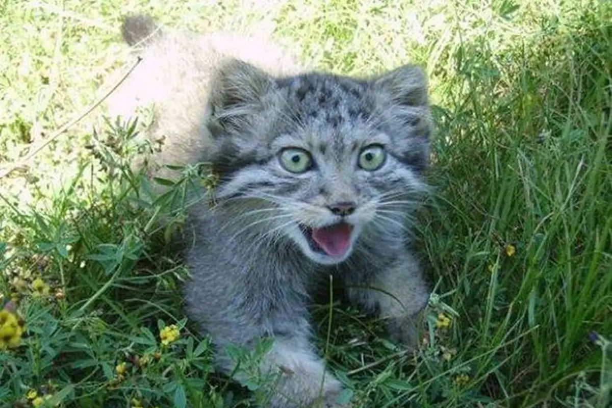 [Bintang] Masih Kecil Imut, Sudah Besar Kucing Ini Jadi Ganas! Ada Apa?