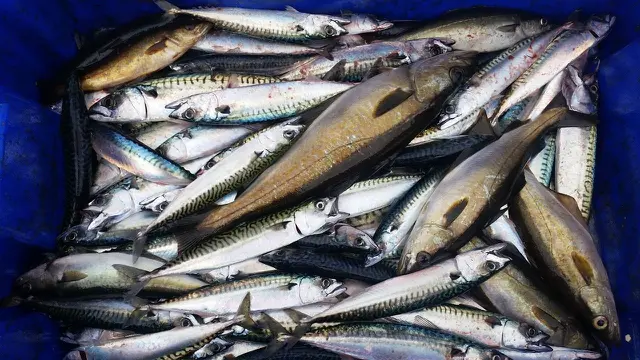 Ilustrasi Ikan Tongkol