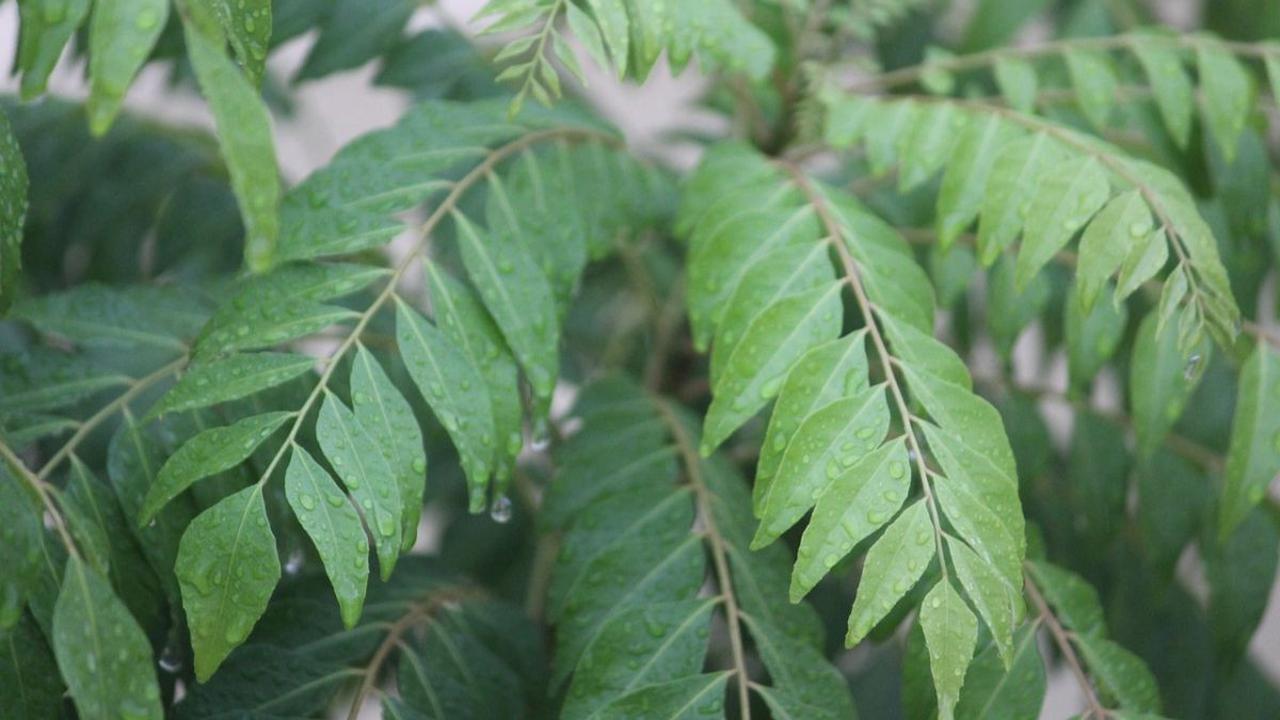 Cara Mengonsumsi Daun Kari Untuk Menurunkan Gula Darah: