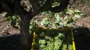 Sekotak anggur terlihat selama panen tahun 2020 di kebun anggur kilang anggur Godeval di O Barco de Valdeorras, Spanyol (26/8/2020). (AFP Photo/Miguel Riopa)