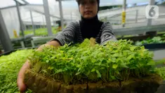Pekerja menunjukkan bayam di Kebun Hidroponikita, Sawangan, Depok, Jawa Barat, Senin (20/2/2023). Kebun Hidroponikita yang sudah berjalan lebih dari satu tahun ini mampu menghasilkan 30-50 kilogram bayam per hari. (merdeka.com/Arie Basuki)