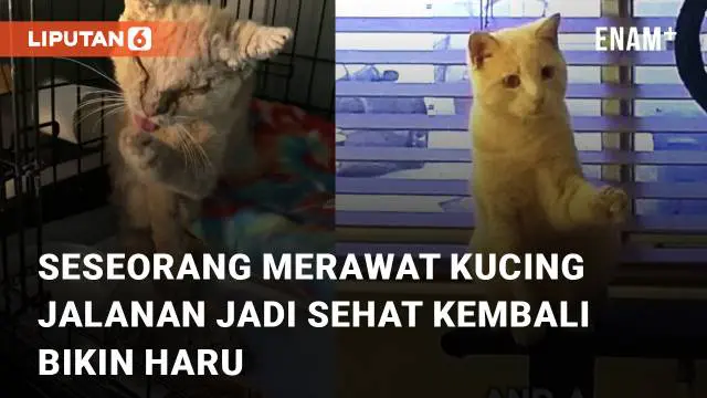 seekor kucing jalanan dengan keadaan sangat miris dirawat oleh seseorang hingga kembali menjadi kucing yang sehat.