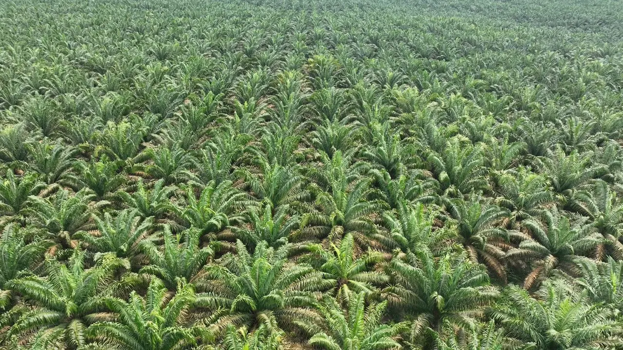 Perkebunan sawit di Sumut