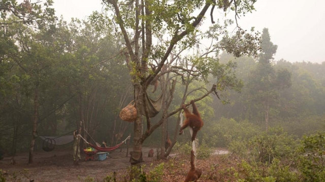 Meratapi kehidupan orang utan di Kalimantan terancam kabut asap