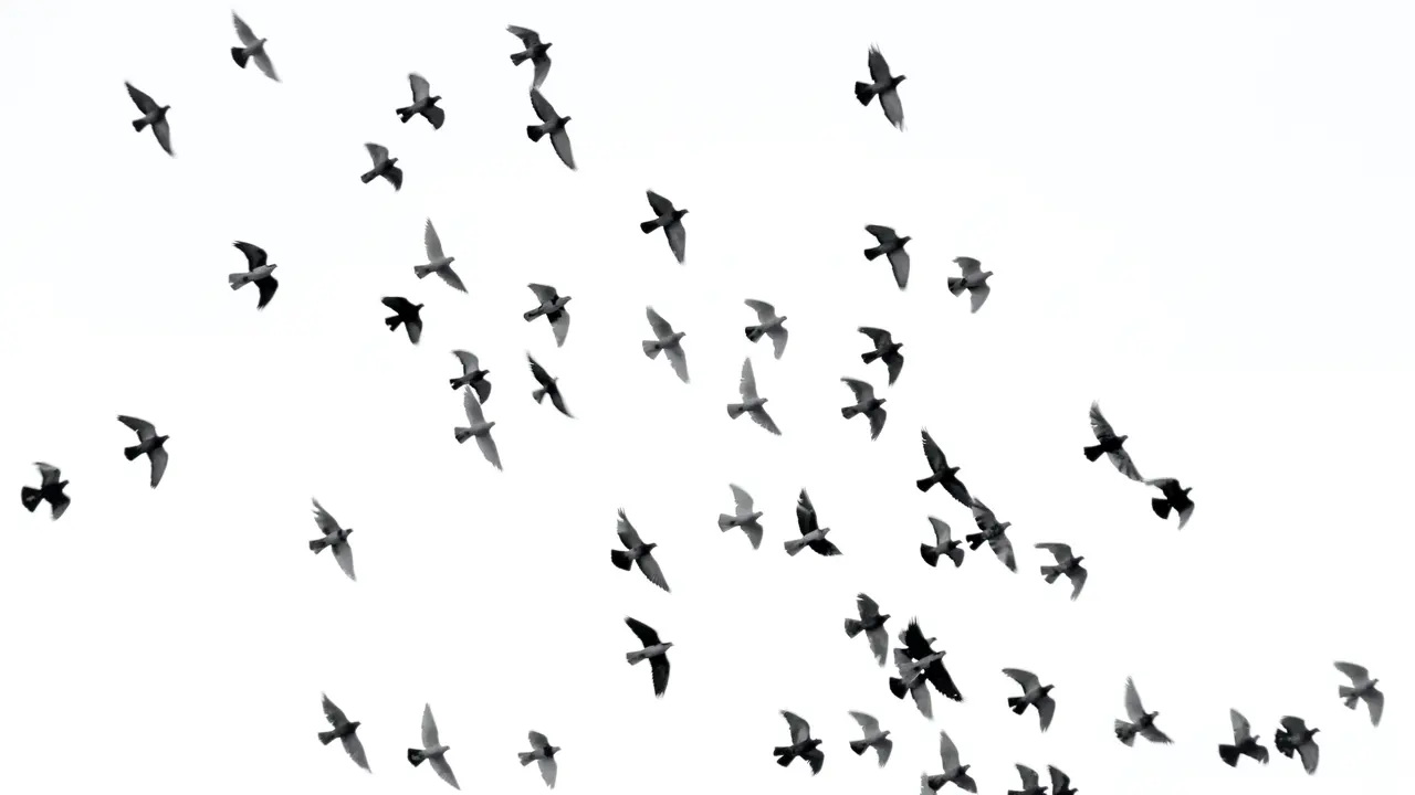 Burung di Kulon Progo - Vania