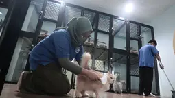 Kapasitas tempat penitipan hampir penuh terisi, terutama sejak pertengahan Maret 2026. Tampak dalam foto, karyawan bermain dengan kucing peliharaan yang menginap di sebuah hotel khusus hewan di Jakarta Pusat, Kamis (19/3/2026). (merdeka.com/Arie Basuki)
