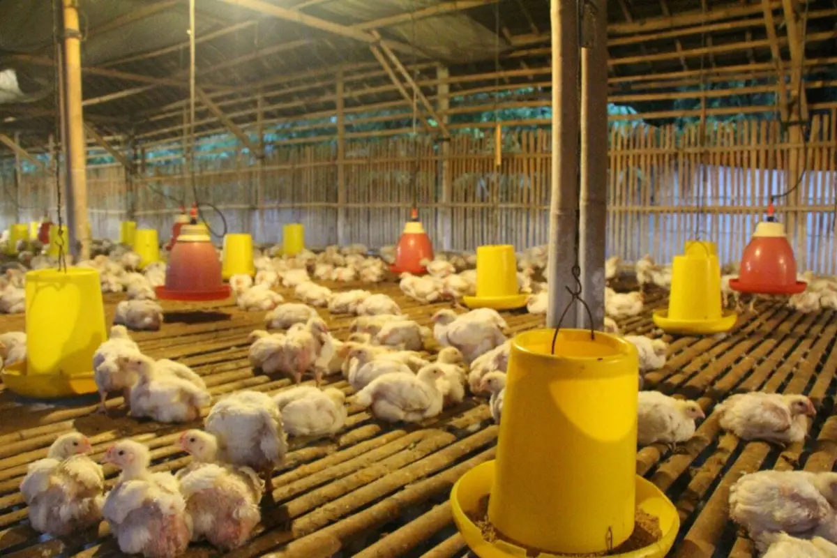 Harga Ayam Potong di Peternak Naik, Kementan Minta Masyarakat Tak Perlu Khawatir