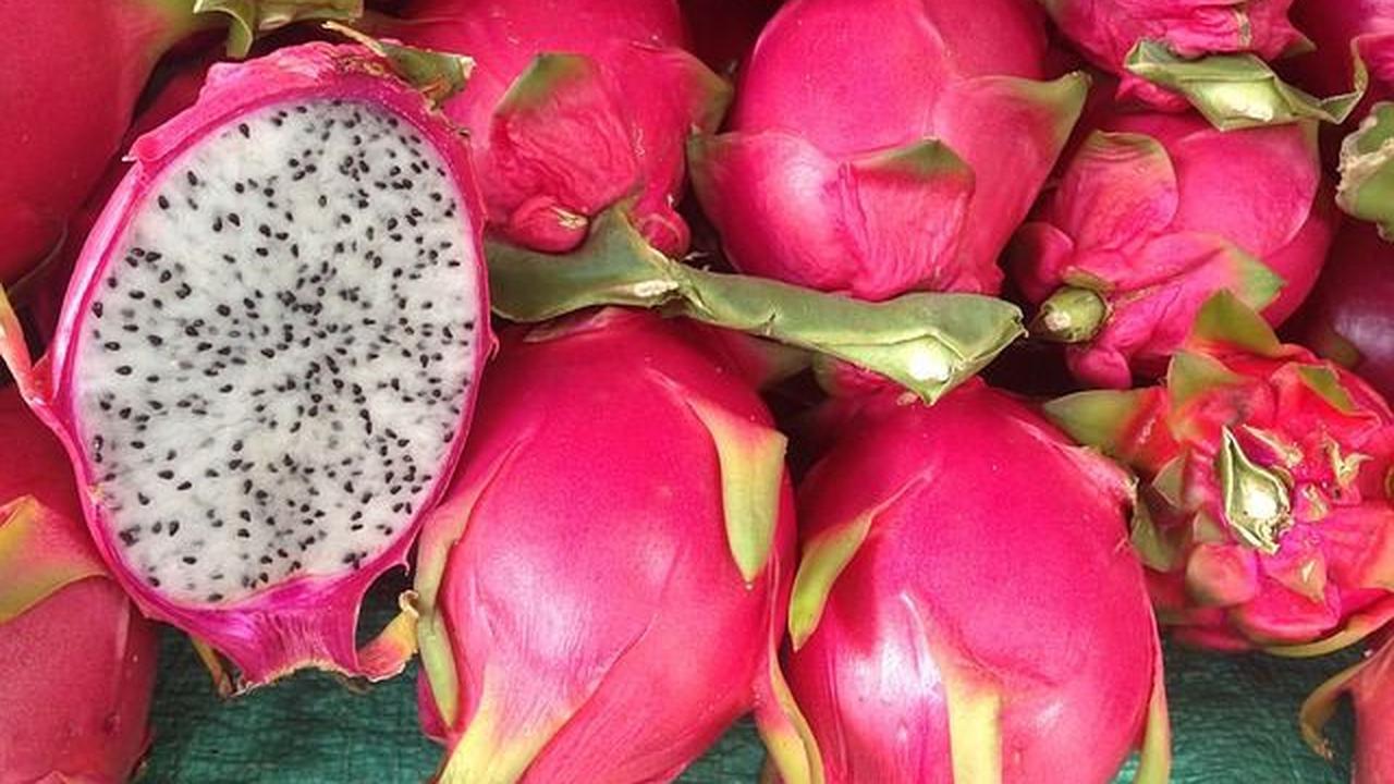 Manfaat Buah Naga untuk Promil