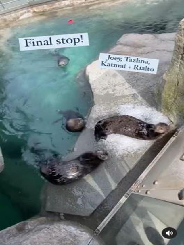 Pemberhentian terakhir Nadine mengantarkan es untuk berang-berang